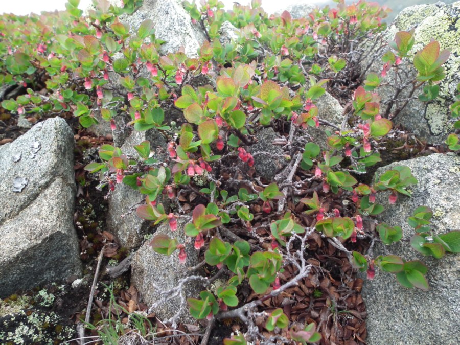 Vaccinium uliginosum L. / Mirtillo falso
